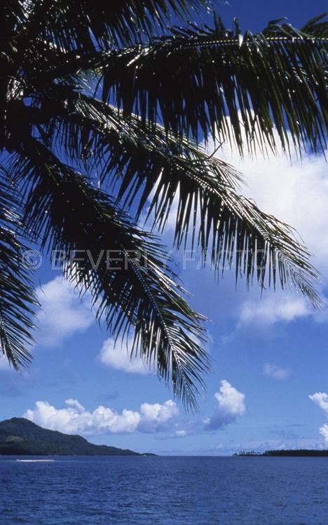 Islands;truk;micronesia;palm tree;clouds;blue sky;water